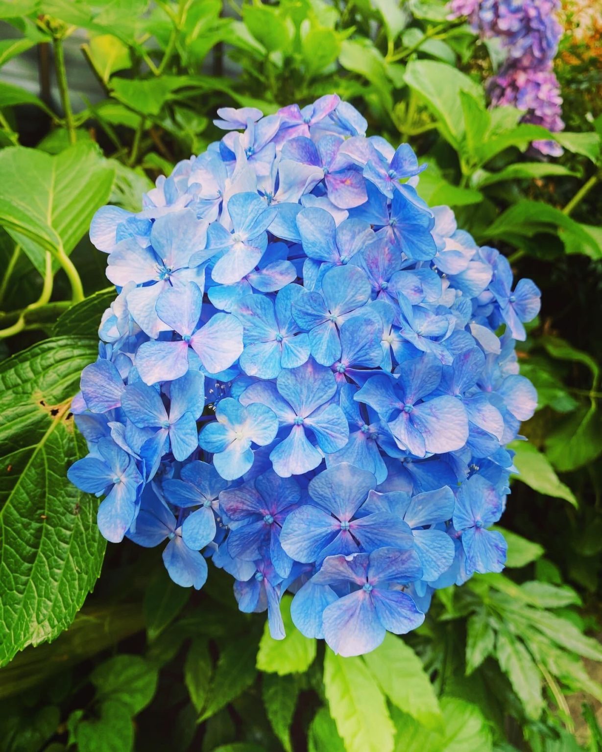 Rainy Season | Unknown Japan