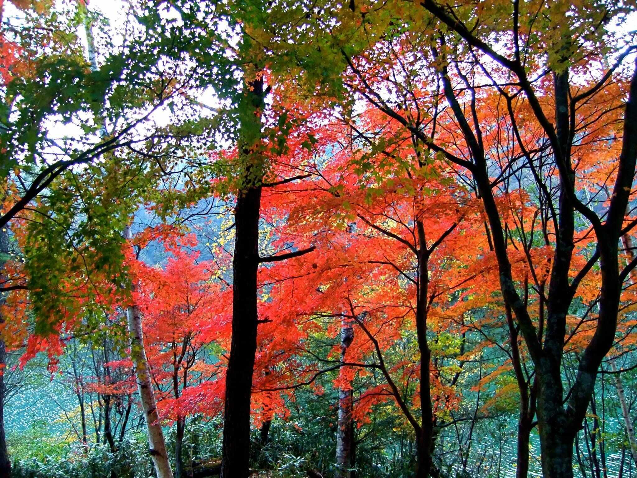 日本の秋
