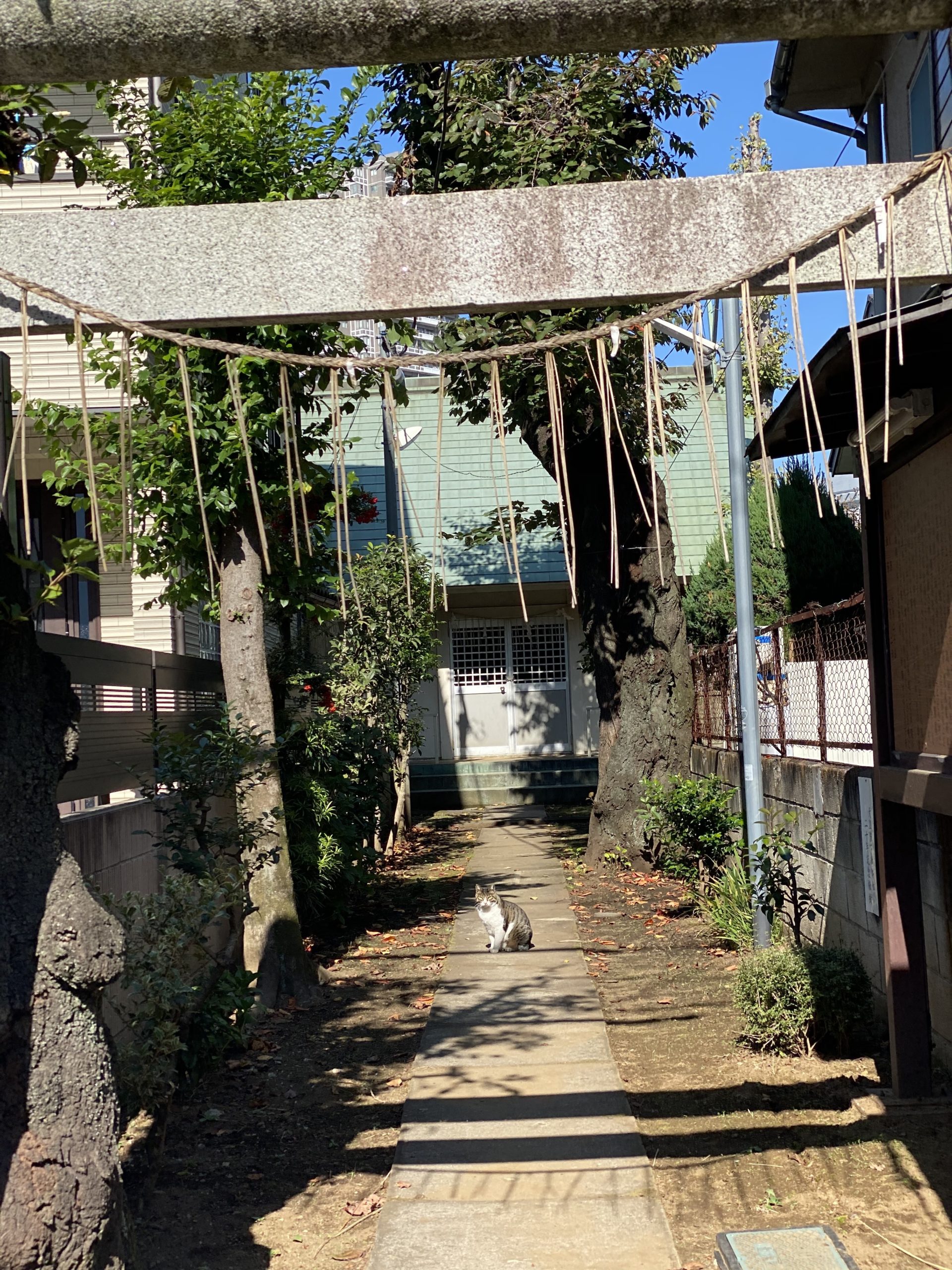 Japanese Street Cats