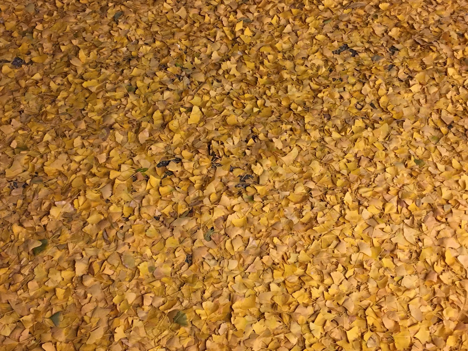 Ginkgo Leaves