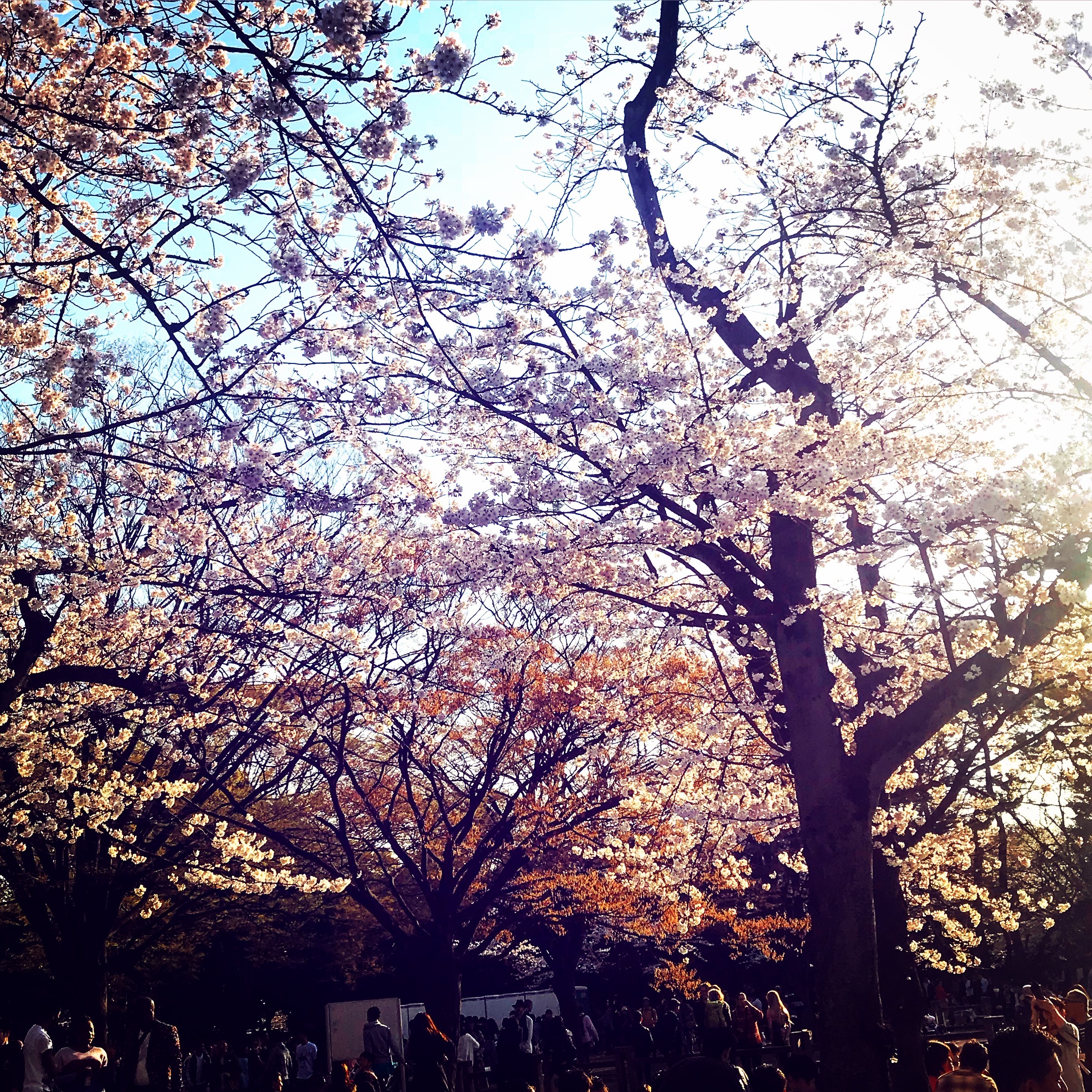 桜が来ました！